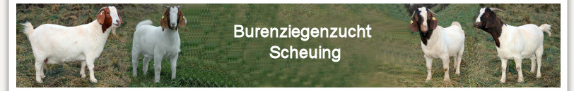 Burenziegenzucht Scheuing