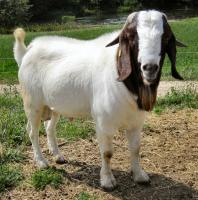 Bamuthi